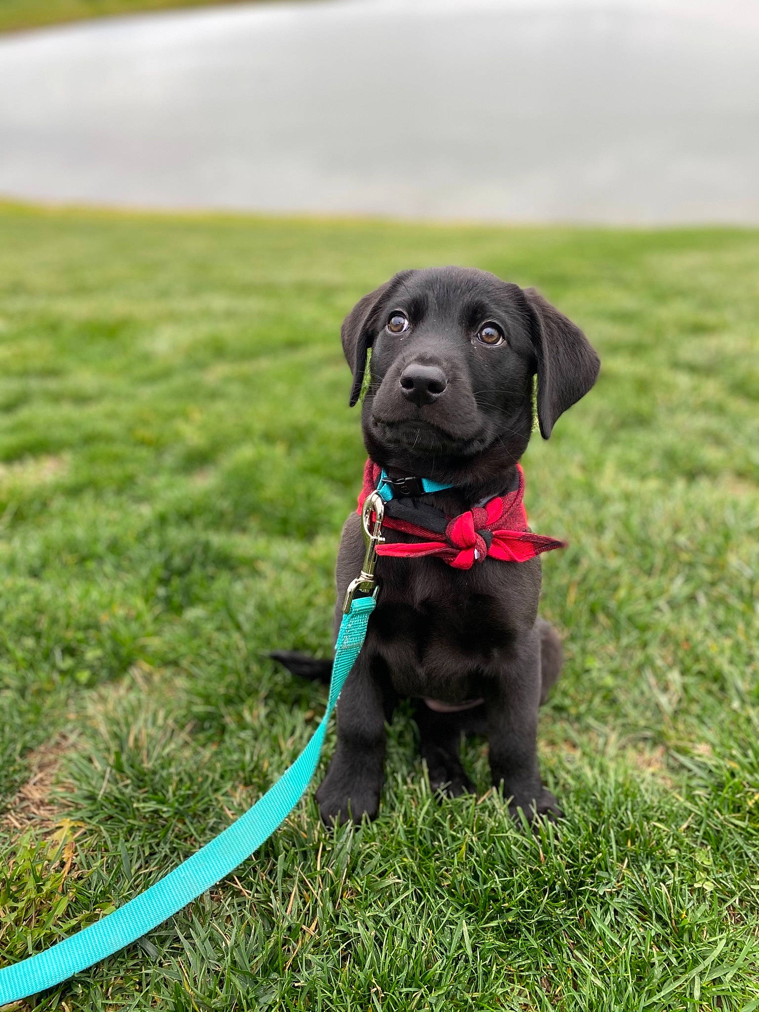 Addie joined the competition — help win amazing prizes! canidae, carnivore, collar, companion_dog, dog, dog_breed, dog_collar, dog_supply, field, garden_hose, grass_family, grassland, hose, leash, mammal, pet_supply, plain, snout, sporting_group, working_animal