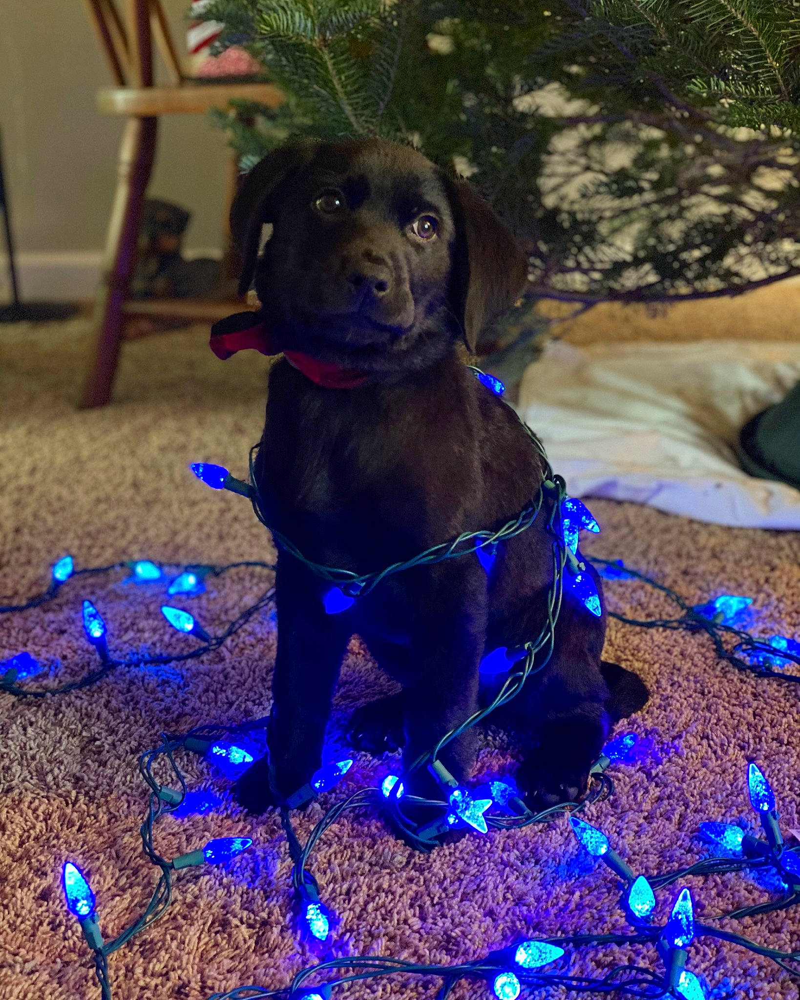 Addie is registered to the contest to win money with this photo: blue, canidae, carnivore, cobalt_blue, collar, companion_dog, dog, dog_breed, dog_collar, dog_supply, electric_blue, fawn, liver, majorelle_blue, pet_supply, puppy, snout, sporting_group, working_animal, working_dog