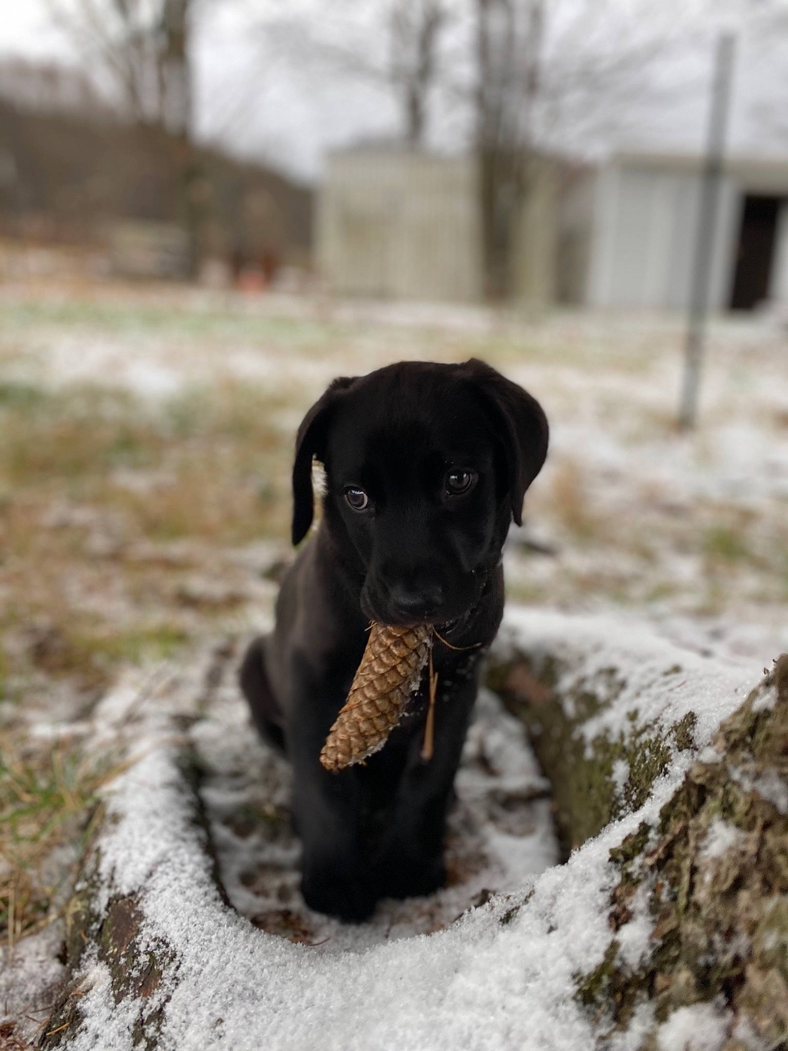 Addie joined the competition — help win amazing prizes! borador, canidae, carnivore, collar, companion_dog, dog, dog_breed, dog_collar, freezing, gun_dog, hunting_dog, patterdale_terrier, pet_supply, puppy, snout, snow, sporting_group, tail, working_animal, working_dog