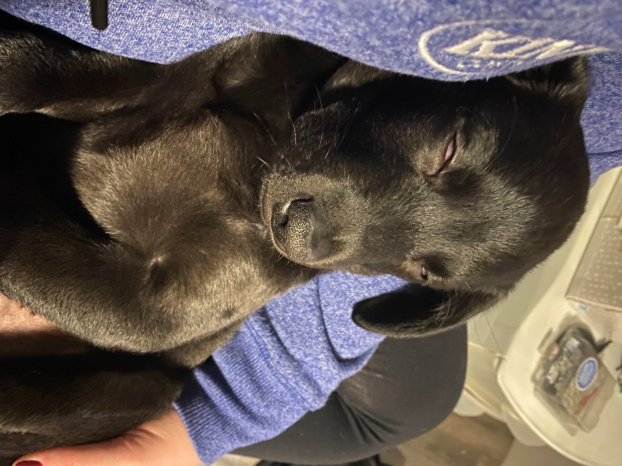 Addie is registered to the contest to win money with this photo: canidae, carnivore, comfort, companion_dog, dog, dog_breed, fur, kitchen_appliance, nail, paw, sleep, snout, sporting_group, working_animal, working_dog