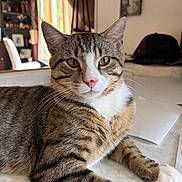 Stag is registered to the contest to win money with this photo: cat, tabby_cat, pet, animal, indoor, marble_surface, fur, whiskers, ears, pink_nose, amber_eyes, relaxed, closeup, window_light, home, table, domestic_animal, portrait, feline, resting