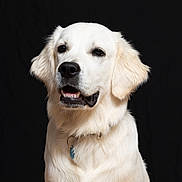 Spencer joined the competition — help win amazing prizes! dog, golden_retriever, pet, animal, portrait, white_fur, canine, studio, black_background, collar, tag, fluffy, friendly, cute, indoor, mammal, looking_away, sitting, closeup, well_groomed