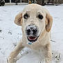 dog, golden_retriever, puppy, snow, outdoor, playful, happy, animal, pet, winter, grass, nose, fur, smile, closeup, face, nature, cold, snowflakes, yard