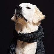 Spencer is registered to the contest to win money with this photo: dog, golden_retriever, scarf, portrait, black_background, pet, animal, fur, cozy, knitted, fashion, cute, mammal, studio, white, accessory, warm, indoors, fluffy, animal_portrait