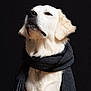 dog, golden_retriever, scarf, portrait, black_background, pet, animal, fur, cozy, knitted, fashion, cute, mammal, studio, white, accessory, warm, indoors, fluffy, animal_portrait