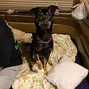 Buddy is registered to the contest to win money with this photo: dog, black_dog, sitting, blanket, pillow, indoor, person_partial, cushioned_seat, window_blinds, water_bottle, plastic_bag, collar, chain_collar, pet, home, looking, paw, fur, animal, companion
