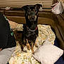 dog, black_dog, sitting, blanket, pillow, indoor, person_partial, cushioned_seat, window_blinds, water_bottle, plastic_bag, collar, chain_collar, pet, home, looking, paw, fur, animal, companion