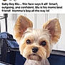 dog, small_dog, pet, ears, cute, animal, indoor, carrier, mesh, face, fur, alert, curious, pet_salon, close_up, companion, portrait, looking, domestic_animal, canine