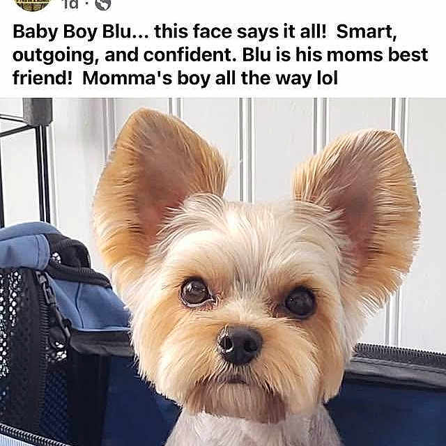 Blu is registered to the contest to win money with this photo: alert, animal, canine, carrier, close_up, companion, curious, cute, dog, domestic_animal, ears, face, fur, indoor, looking, mesh, pet, pet_salon, portrait, small_dog