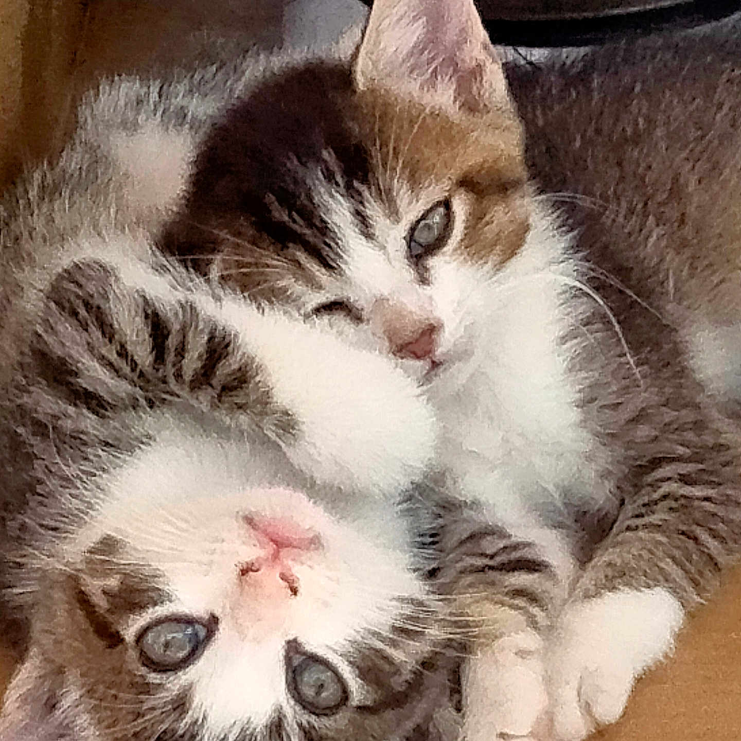 Cloe And Sammy joined the competition — help win amazing prizes! adorable, animal, cat, closeup, cuddle, cute, eyes, face, fur, furry, indoor, kitten, paw, pets, resting, sleepy, snuggling, tabby, whiskers, young