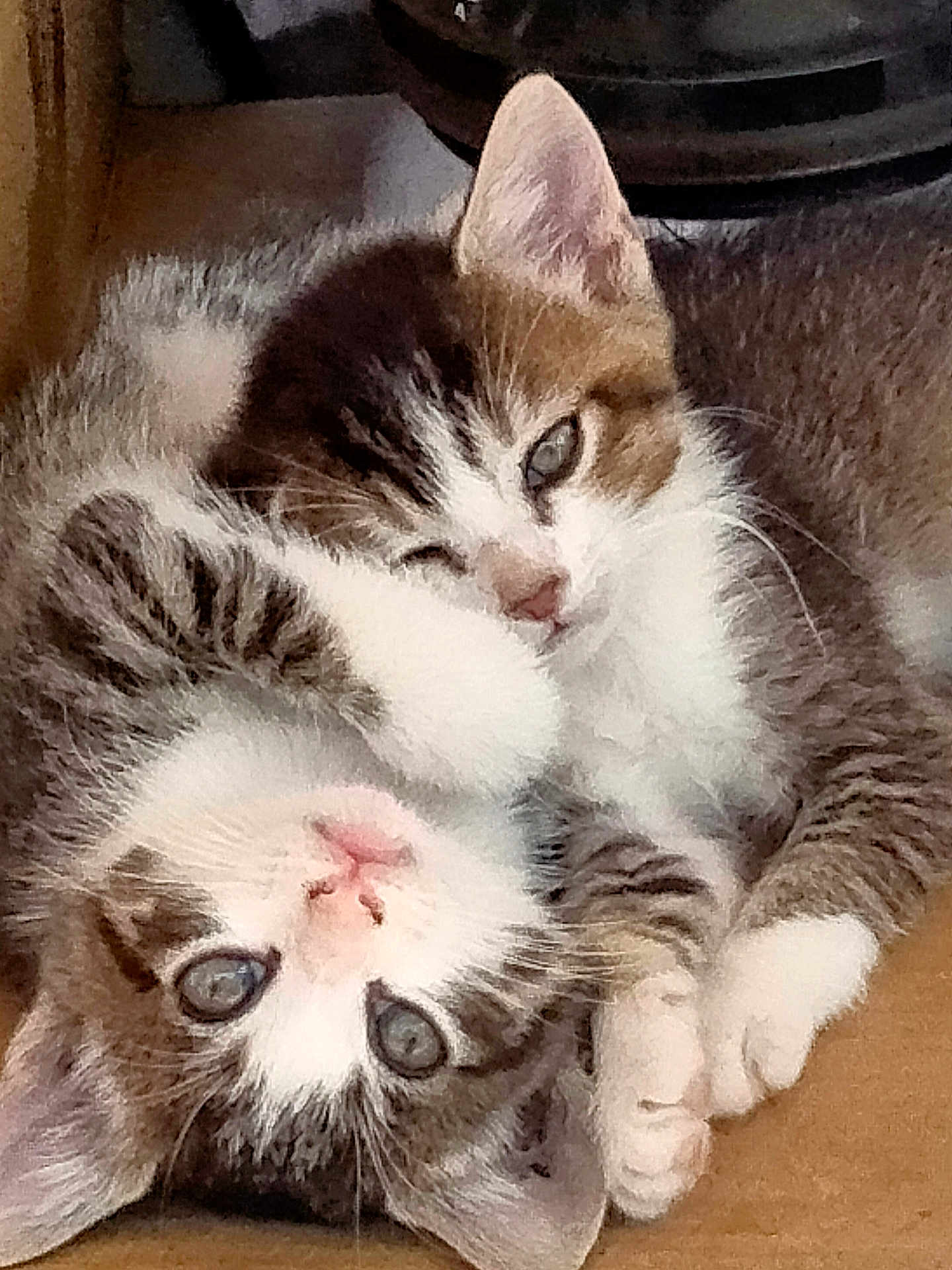 Cloe And Sammy joined the competition — help win amazing prizes! adorable, animal, cat, closeup, cuddle, cute, eyes, face, fur, furry, indoor, kitten, paw, pets, resting, sleepy, snuggling, tabby, whiskers, young