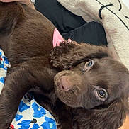 Luna joined the competition — help win amazing prizes! puppy, dog, brown_dog, curly_fur, blanket, patterned_blanket, blue, red, white, person, hand, cozy, resting, close_up, indoor, pet, cute, soft_fur, companion, relaxed