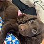 puppy, dog, brown_dog, curly_fur, blanket, patterned_blanket, blue, red, white, person, hand, cozy, resting, close_up, indoor, pet, cute, soft_fur, companion, relaxed