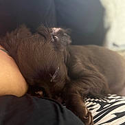 Luna is registered to the contest to win money with this photo: animal, arm, brown_fur, close_up, companion, cozy, cushion, cute, dog, domestic, fur, indoor, pet, puppy, relaxation, resting, sleeping, soft_light, young, zebra_pattern