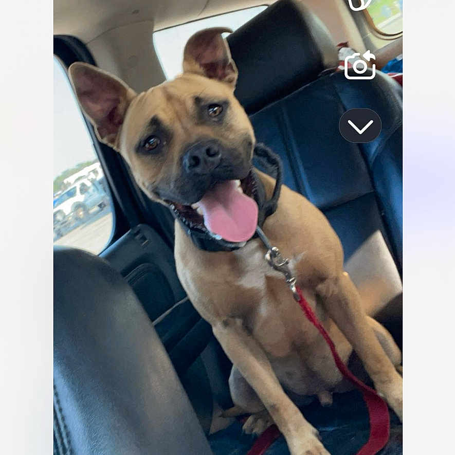 Scooby-Doo joined the competition — help win amazing prizes! accessories, alloywheel, animal, belt, boxer, bulldog, canine, car, carwheel, cushion, dog, headrest, homedecor, hound, machine, pet, spoke, tire, transportation, vehicle