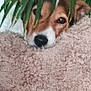 dog, pet, face, nose, blanket, plant, leaf, indoor, fur, cozy, resting, peeking, curious, closeup, portrait, greenery, couch, fabric, palm, eyes