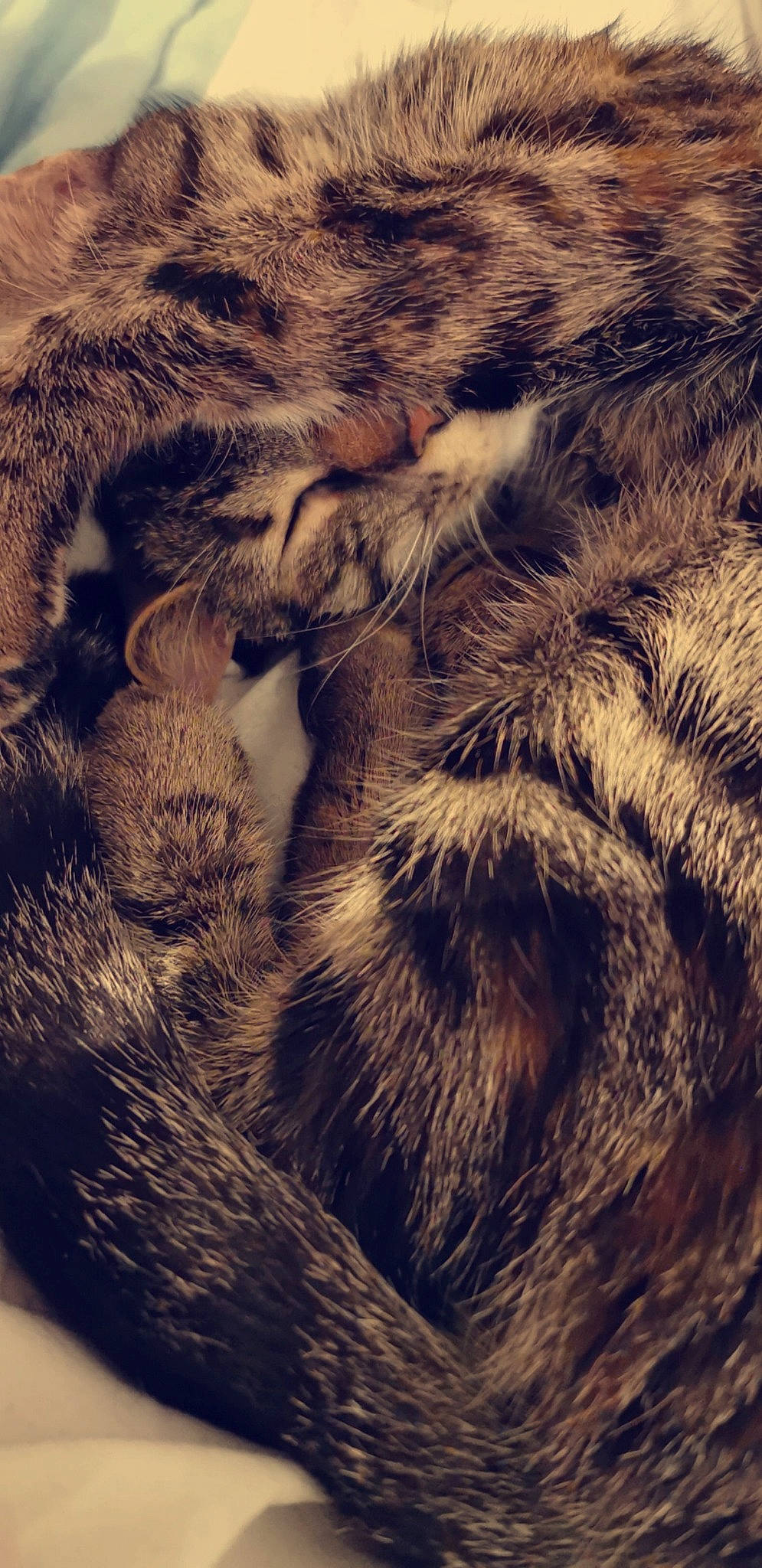 Lana participe au concours pour gagner de l'argent avec cette photo : claw, close_up, fawn, fur, fur_clothing, natural_material, tail, textile, whiskers