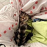 animal, cat, close_up, clothes, cozy, curious, cute, fabric, fur, green_cloth, indoor, kitten, laundry, paw, pet, pink_polka_dots, playful, tabby, whiskers, white
