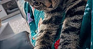 Louki participe au concours pour gagner de l'argent avec cette photo : animal, blanket, cat, close_up, couch, cozy, curious, cute, domestic_animal, fur, furniture, indoor, living_room, mammal, paws, pet, relaxed, stretching, tabby_cat, whiskers