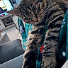 animal, blanket, cat, close_up, couch, cozy, curious, cute, domestic_animal, fur, furniture, indoor, living_room, mammal, paws, pet, relaxed, stretching, tabby_cat, whiskers