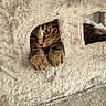 Louki a rejoint le concours — aidez-le/la à gagner de superbes lots ! animal, cat, comfort, cozy, curious, cute, eyes, feline, furry, hide_and_seek, home, indoor, paws, pet, playful, plush, resting, soft, tabby, texture