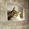 Louki a rejoint le concours — aidez-le/la à gagner de superbes lots ! animal, cat, cat_condo, comfort, cozy, curious, cute, ears, feline, fluffy, fur, home, indoor, pet, relaxed, resting, soft, tabby, whiskers, window