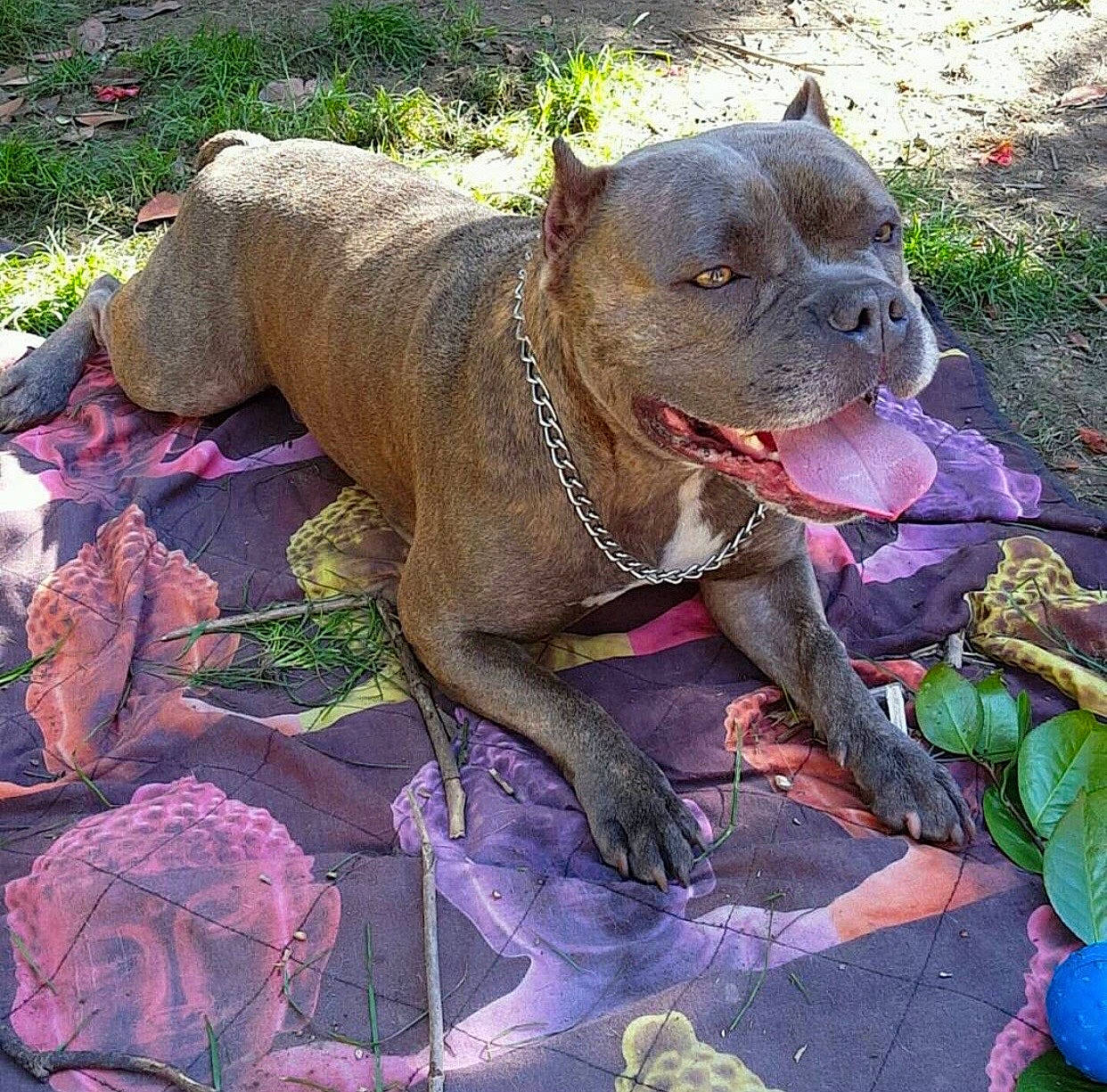 Gucci a rejoint le concours — aidez-le/la à gagner de superbes lots ! art, canidae, carnivore, collar, companion_dog, dog, dog_breed, dog_collar, fawn, grass, leash, liver, molosser, pet_supply, plant, sporting_group, terrestrial_animal, whiskers, working_animal, wrinkle