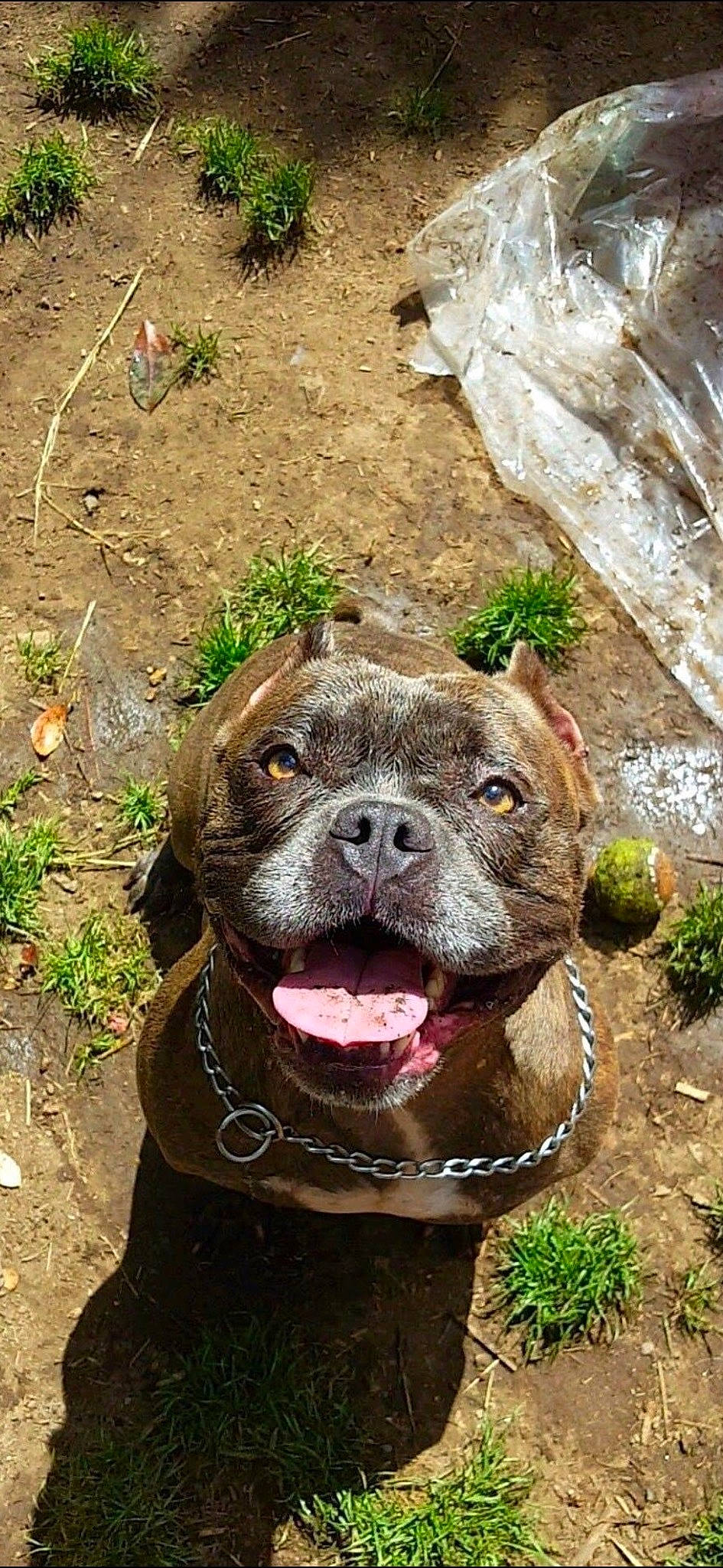 Gucci a rejoint le concours — aidez-le/la à gagner de superbes lots ! ancient_dog_breeds, canidae, carnivore, collar, companion_dog, dog, dog_breed, dog_collar, fawn, grass, liver, molosser, plant, snout, soil, sporting_group, terrestrial_animal, water, working_animal, wrinkle