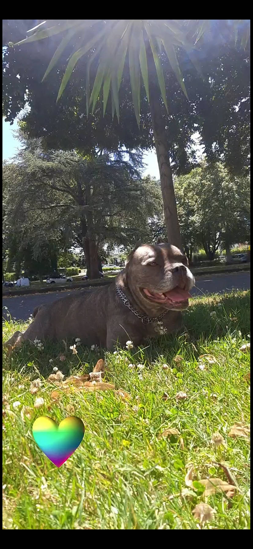 Gucci a rejoint le concours — aidez-le/la à gagner de superbes lots ! art, ball, balloon, botany, carnivore, companion_dog, dog, dog_breed, fawn, garden, grass, landscape, lawn, lawn_ornament, palm_tree, plant, sporting_group, toy, tree, working_animal