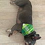 animal, bandana, canine, cute, dog, domestic_animal, ears, floor, fur, green, indoor, lying_down, mammal, peaceful, pet, plaid, relaxed, resting, sleeping, wooden_floor