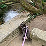 Roxie participe au concours pour gagner de l'argent avec cette photo : animal, branch, canine, creek, curious, dirt, dog, exploring, forest, harness, leash, leaves, moss, nature, outdoor, pet, stone, tree, walking, water