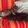 Roxie participe au concours pour gagner de l'argent avec cette photo : canine, comfortable, couch, cozy, dog, french_bulldog, fur, home, indoor, nap, orange, paw, pet, pillows, red, relaxed, resting, sleeping, snout, striped