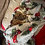 cat, tabby, sleeping, blanket, cozy, indoor, feline, fur, resting, pet, comfort, red, green, pattern, warm, cute, domestic, animal, relaxed, soft