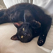 Rain joined the competition — help win amazing prizes! animal, black_cat, cat, closeup, couch, cute, domestic_cat, fabric, feline, fur, indoor, looking, paw, pet, playful, relaxed, resting, upside_down, whiskers, yellow_eyes