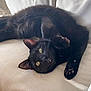 animal, black_cat, cat, closeup, couch, cute, domestic_cat, fabric, feline, fur, indoor, looking, paw, pet, playful, relaxed, resting, upside_down, whiskers, yellow_eyes