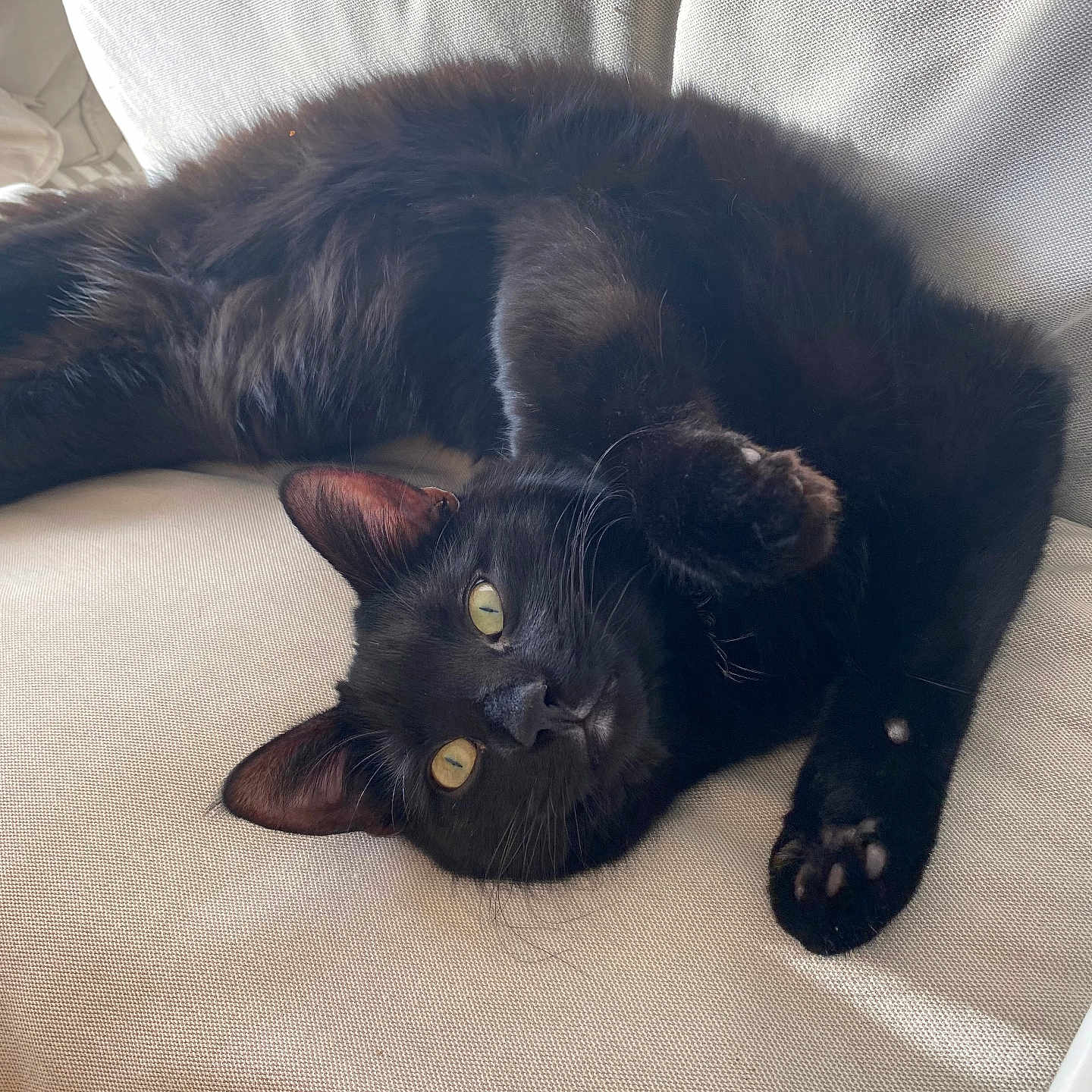 Rain joined the competition — help win amazing prizes! animal, black_cat, cat, closeup, couch, cute, domestic_cat, fabric, feline, fur, indoor, looking, paw, pet, playful, relaxed, resting, upside_down, whiskers, yellow_eyes