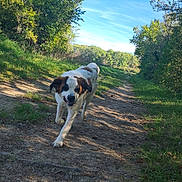 Tokyo participe au concours pour gagner de l'argent avec cette photo : animal, blue_sky, brown_patches, dirt_path, dog, floppy_ears, forest, grass, large_dog, nature, outdoor, pet, running, saint_bernard, sunlight, trail, trees, walking, white_fur, woodland