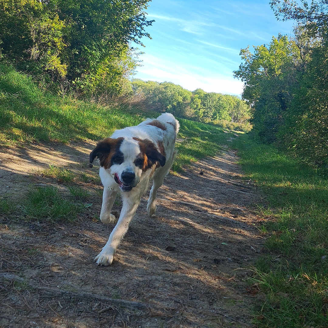 Tokyo participe au concours pour gagner de l'argent avec cette photo : animal, blue_sky, brown_patches, dirt_path, dog, floppy_ears, forest, grass, large_dog, nature, outdoor, pet, running, saint_bernard, sunlight, trail, trees, walking, white_fur, woodland