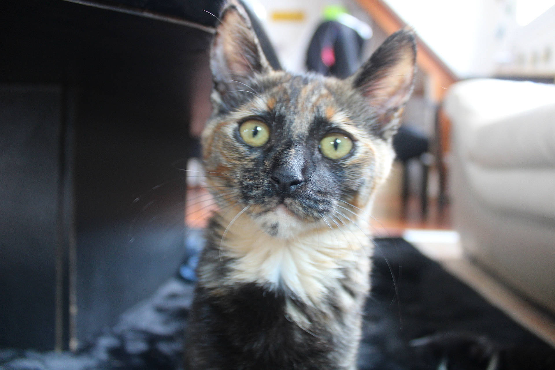 Rym a rejoint le concours — aidez-le/la à gagner de superbes lots ! american_wirehair, asian, carnivore, cat, devon_rex, domestic_short_haired_cat, ear, european_shorthair, eye, felidae, fur, german_rex, iris, kitten, mammal, small_to_medium_sized_cats, snout, tabby_cat, vertebrate, whiskers