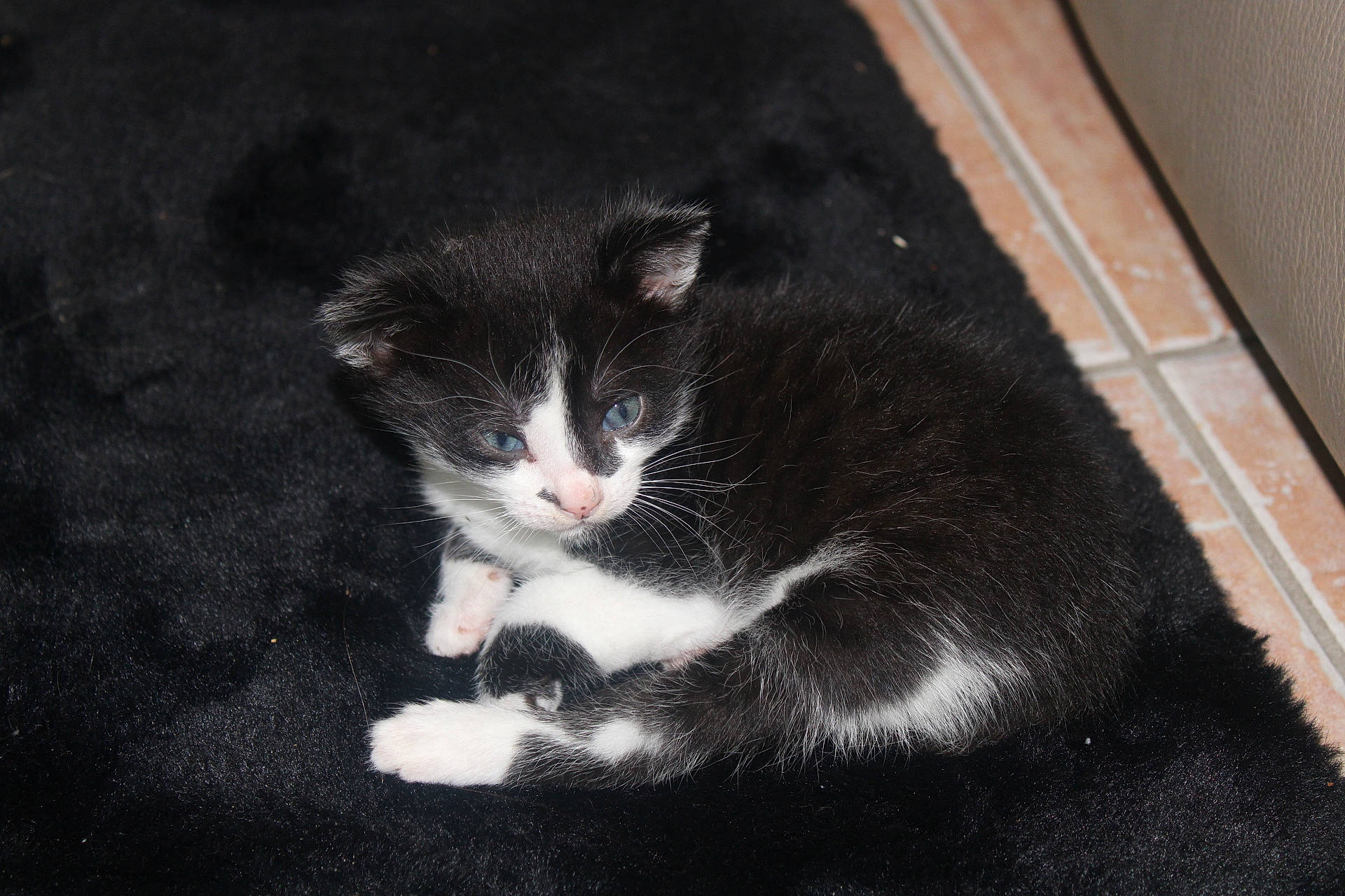 Ryo participe au concours pour gagner de l'argent avec cette photo : black, black_and_white, carnivore, cat, domestic_short_haired_cat, european_shorthair, felidae, fur, kitten, mammal, paw, polydactyl_cat, small_to_medium_sized_cats, snout, whiskers