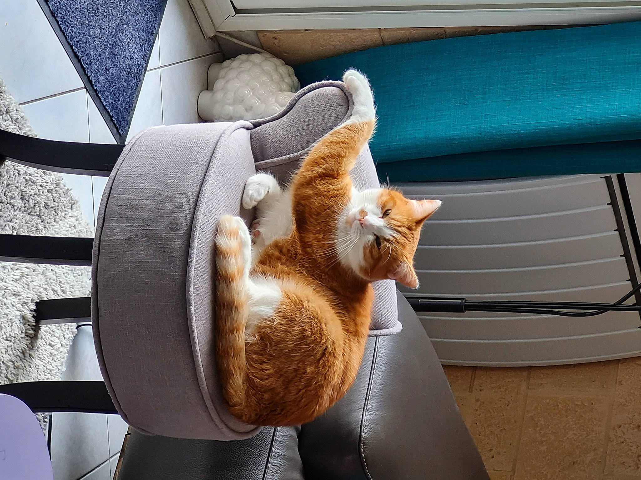 Dinky a rejoint le concours — aidez-le/la à gagner de superbes lots ! carnivore, cat, cat_supply, chair, comfort, domestic_short_haired_cat, fawn, felidae, fur, linens, metal, room, small_to_medium_sized_cats, snout, tail, vehicle_door, whiskers, window, window_blind, wood