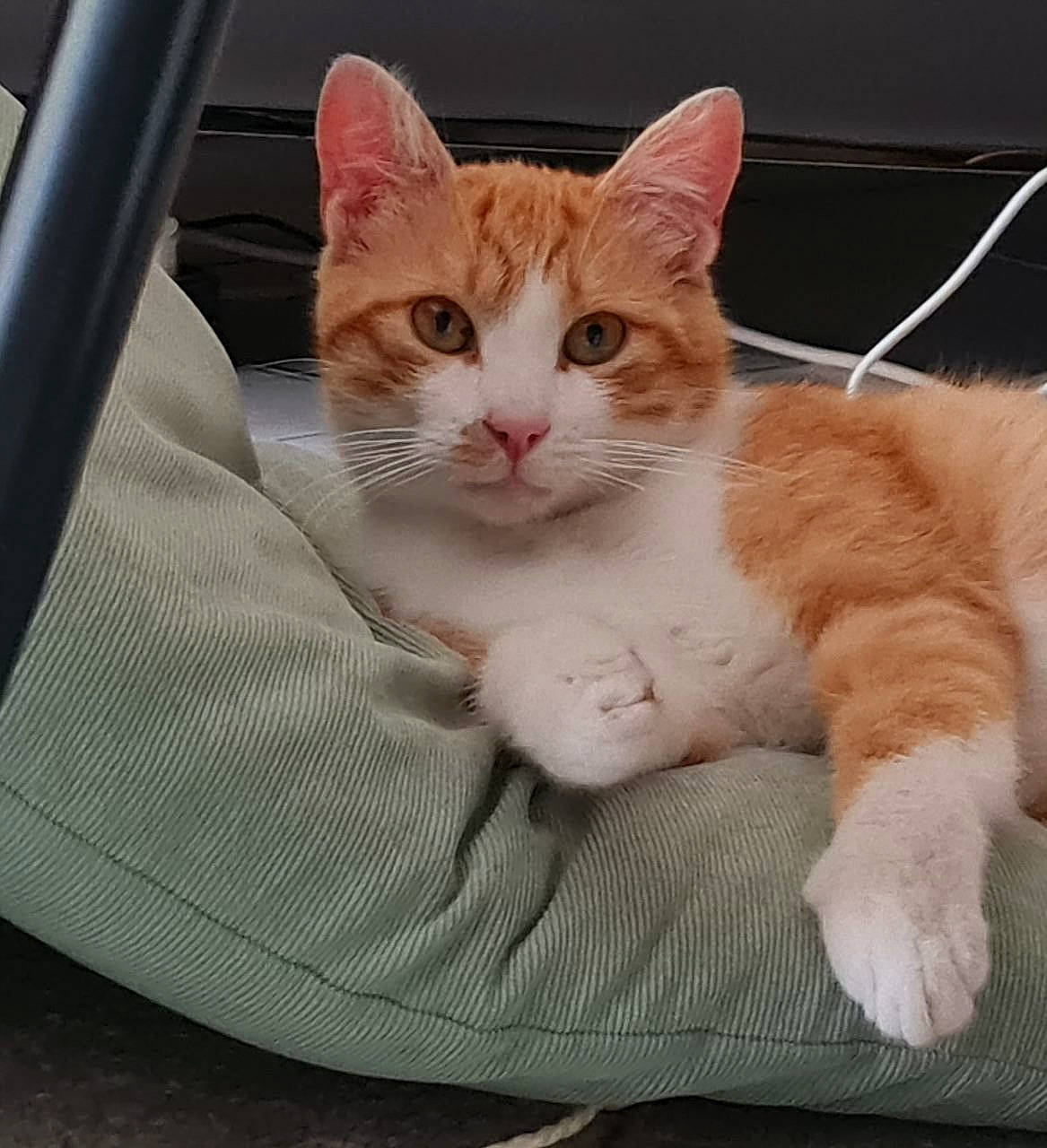 Dinky a rejoint le concours — aidez-le/la à gagner de superbes lots ! carnivore, cat, claw, comfort, domestic_short_haired_cat, fawn, felidae, foot, fur, gesture, paw, personal_luxury_car, sitting, small_to_medium_sized_cats, snout, tail, vehicle_door, whiskers, window, windshield