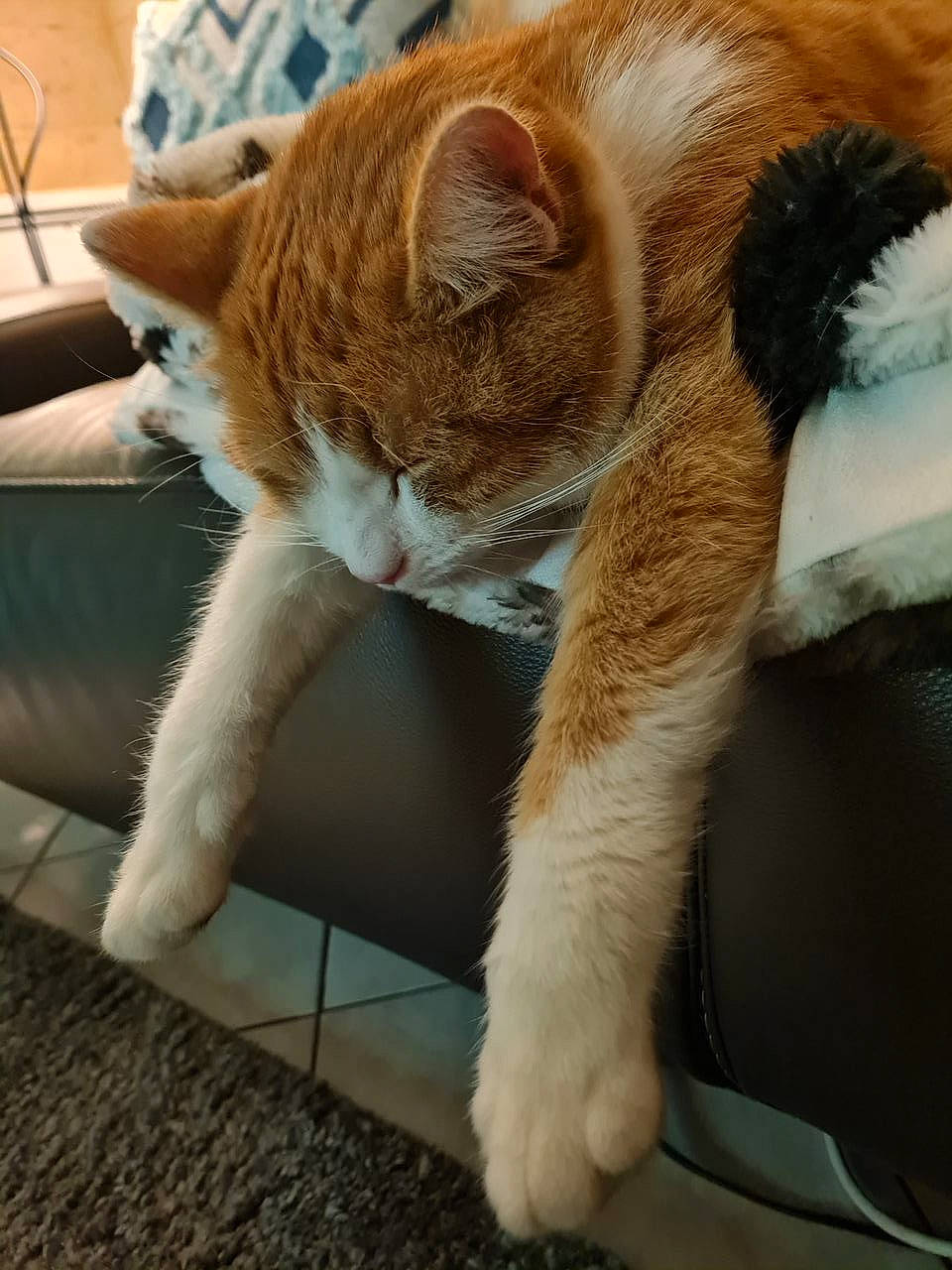 Dinky participe au concours pour gagner de l'argent avec cette photo : carnivore, cat, cat_supply, claw, comfort, domestic_short_haired_cat, fawn, felidae, foot, fur, human_leg, paw, small_to_medium_sized_cats, snout, tail, terrestrial_animal, whiskers