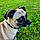 Pongo
