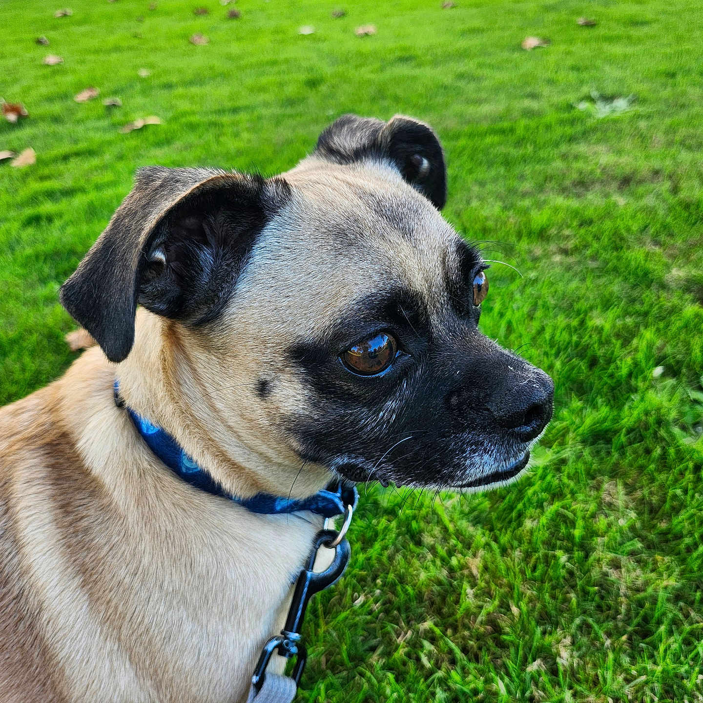 Pongo