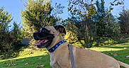 Pongo is registered to the contest to win money with this photo: dog, canine, pet, tan_fur, black_mask, blue_collar, leash, sitting, panting, open_mouth, tongue, outdoor, grass, lawn, trees, foliage, fallen_leaves, sunlight, blue_sky, park