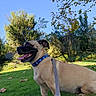 dog, canine, pet, tan_fur, black_mask, blue_collar, leash, sitting, panting, open_mouth, tongue, outdoor, grass, lawn, trees, foliage, fallen_leaves, sunlight, blue_sky, park