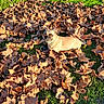 Pongo joined the competition — help win amazing prizes! dog, small_dog, pet, animal, outdoor, garden, grass, autumn, fall, leaves, fallen_leaves, brown, green, sunlight, portrait, lying_down, collar, wide_eyes, backyard, nature