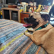 Pongo is registered to the contest to win money with this photo: dog, pet, canine, lying_down, tongue_out, happy, relaxed, collar, indoor, bed, blanket, bedroom, home, books, bookshelf, plants, houseplants, furniture, cozy, portrait