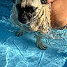 Pongo joined the competition — help win amazing prizes! dog, pug, pet, animal, swimming_pool, water, wet, underwater, poolside, human_hand, person, short_fur, wrinkled_face, black_muzzle, blue_collar, paws, splashes, ripples, outdoor, funny